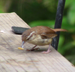 Carolina Wren with Peanut